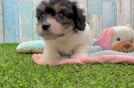 Meet Bennett - our Cavachon Puppy Video