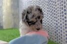 Cute Poodle Purebred Pup