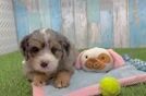 Mini Bernedoodle Pup Being Cute