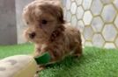 Hypoallergenic Multipoo Poodle Mix Puppy