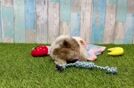 Havapoo Puppy for Adoption