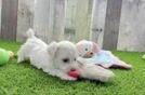 Maltipoo Pup Being Cute