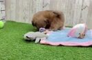 Meet Bart - our Shih Tzu Puppy Video