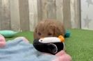 Playful Mini Groodle Poodle Mix Puppy