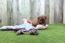 Adorable Pomatzu Designer Puppy