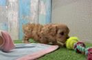 Best Cavapoo Baby
