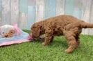 Popular Cavapoo Poodle Mix Pup