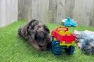 Meet Hootie - our Yorkie Poo Puppy Video