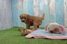 Cavapoo Puppy for Adoption