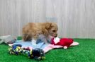 Meet Nadeen - our Maltipoo Puppy Video