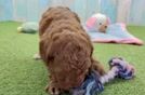 Petite Cavapoo Poodle Mix Pup