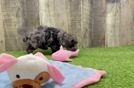 Hypoallergenic Poodle Purebred Pup
