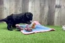 Cavapoo Puppy for Adoption