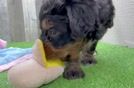 Mini Bernedoodle Puppy for Adoption