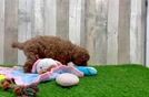 Mini Goldendoodle Pup Being Cute