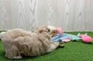 Meet Jonah - our Maltipoo Puppy Video