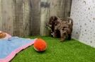 Meet Kenzie - our Cavapoo Puppy Video