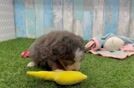 Playful Mini Bernese Poodle Poodle Mix Puppy