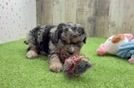 Meet Pacino - our Cavapoo Puppy Video