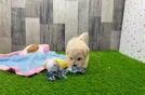 Meet Lace - our Maltipoo Puppy Video