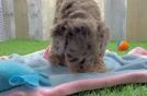 Friendly Cockapoo Baby