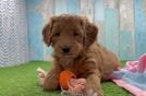 Mini Goldendoodle Puppy for Adoption