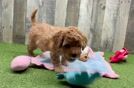 Best Mini Goldendoodle Baby
