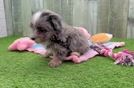 Meet Angelina - our Maltipoo Puppy Video