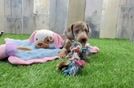 Meet Dapple - our Dachshund Puppy Video