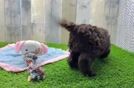 Energetic Cocker Doodle Poodle Mix Puppy