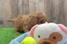 Friendly Cavapoo Baby