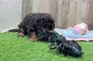 Meet Zain - our Cavapoo Puppy Video