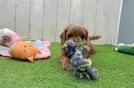 Meet Pacino - our Cavapoo Puppy Video