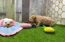 Energetic Multipoo Poodle Mix Puppy