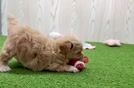 Happy Maltipoo Baby