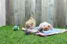 Maltipoo Puppy for Adoption