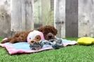 Friendly Cavapoo Baby
