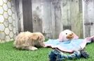 Best Maltipoo Baby