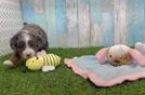 Mini Bernedoodle Puppy for Adoption