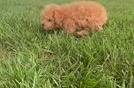 Cute Poodle Purebred Pup