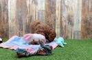 Friendly Cavapoo Baby