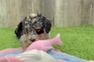 Little Poodle Baby