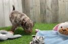 Happy Mini Aussiedoodle Baby