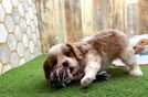 Cavalier King Charles Spaniel Pup Being Cute