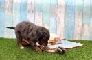 Little Mini Bernadoodle Poodle Mix Puppy