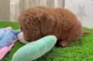 Mini Goldendoodle Pup Being Cute
