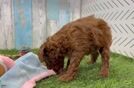 Meet Cecelia - our Cavapoo Puppy Video