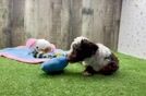 Cute Pooodle Purebred Puppy