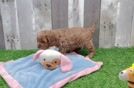 Funny Cavapoo Poodle Mix Pup