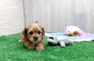 Shorkie Pup Being Cute